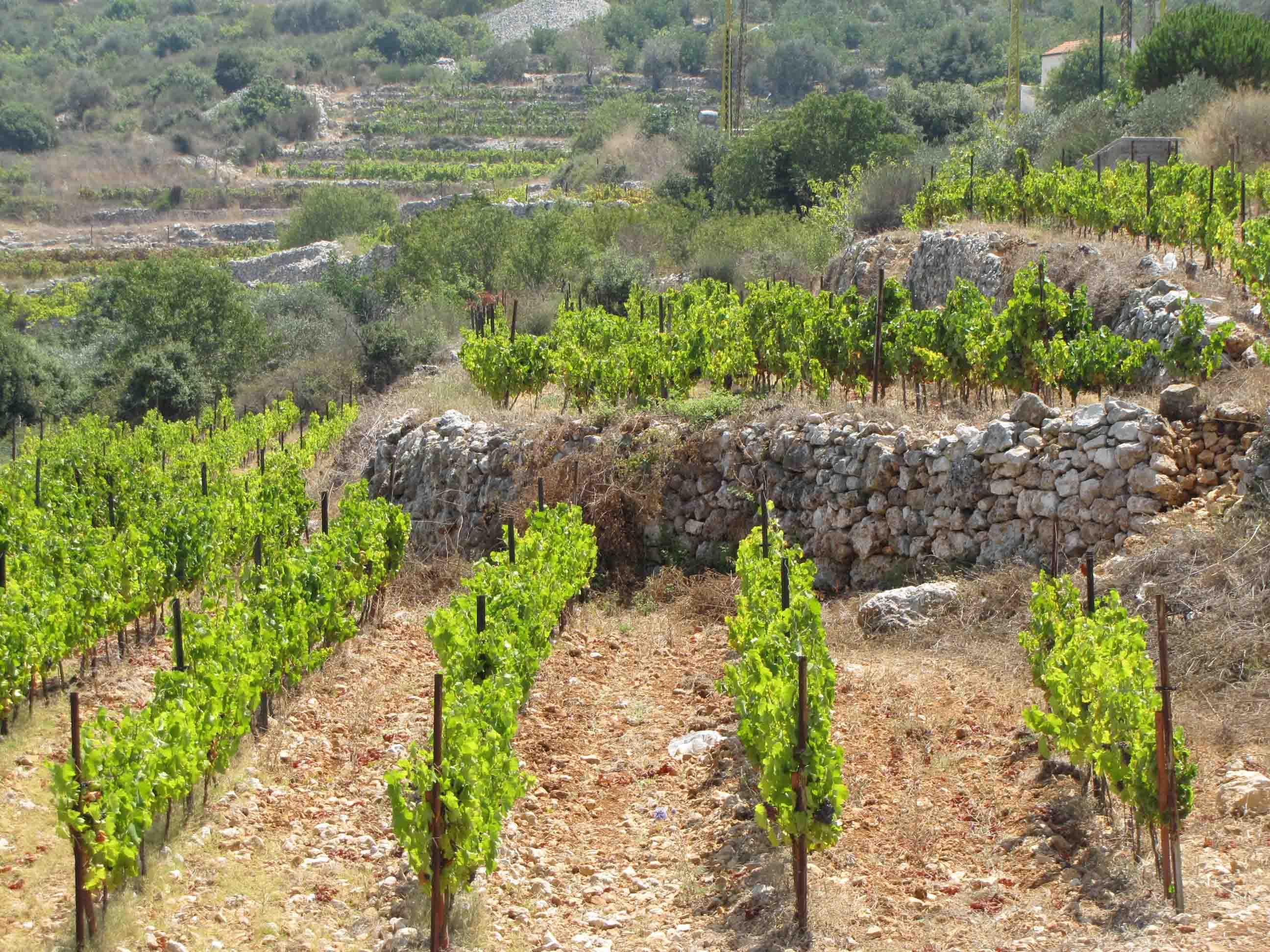 Organic wine