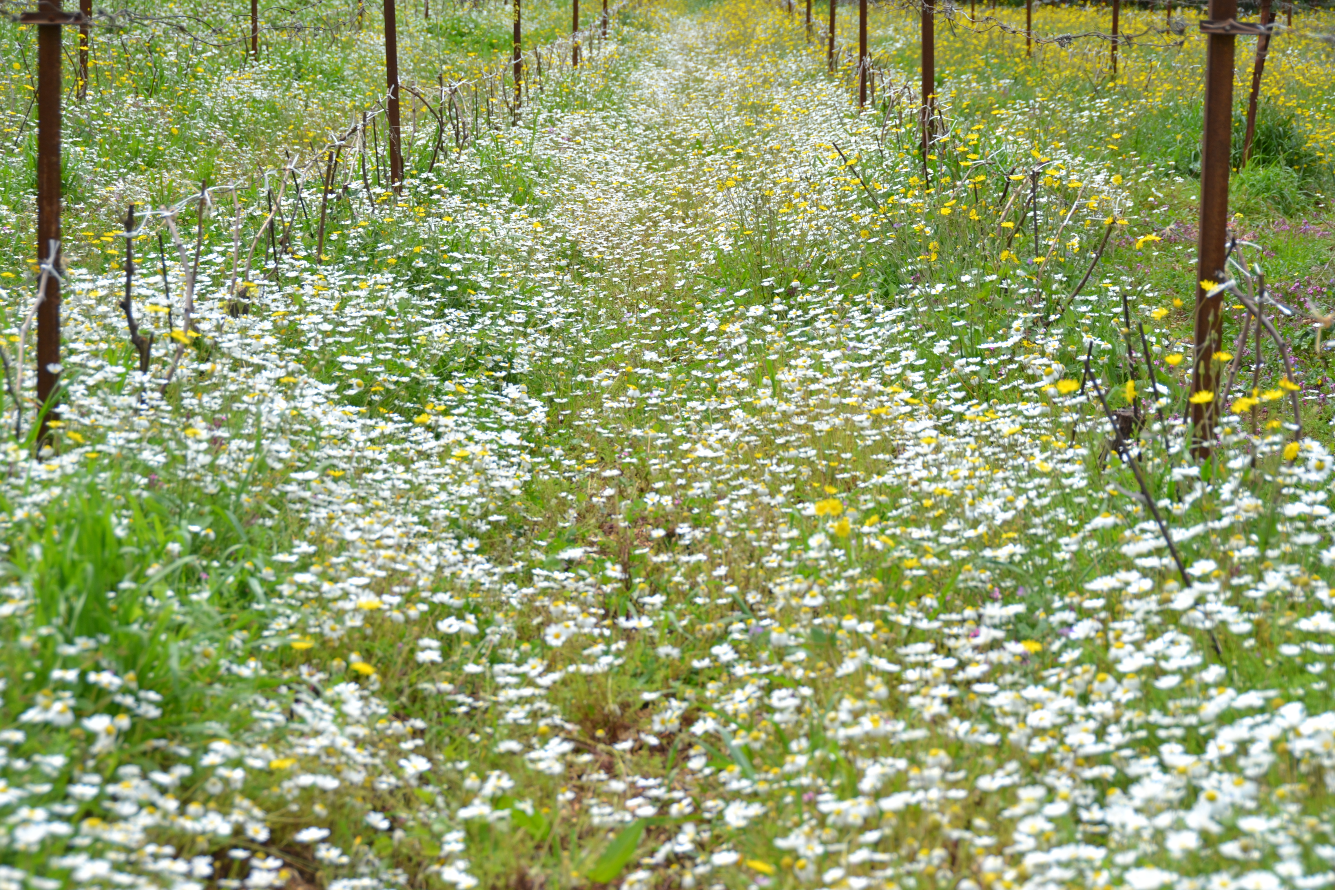 Grapes at Clos du Phoenix