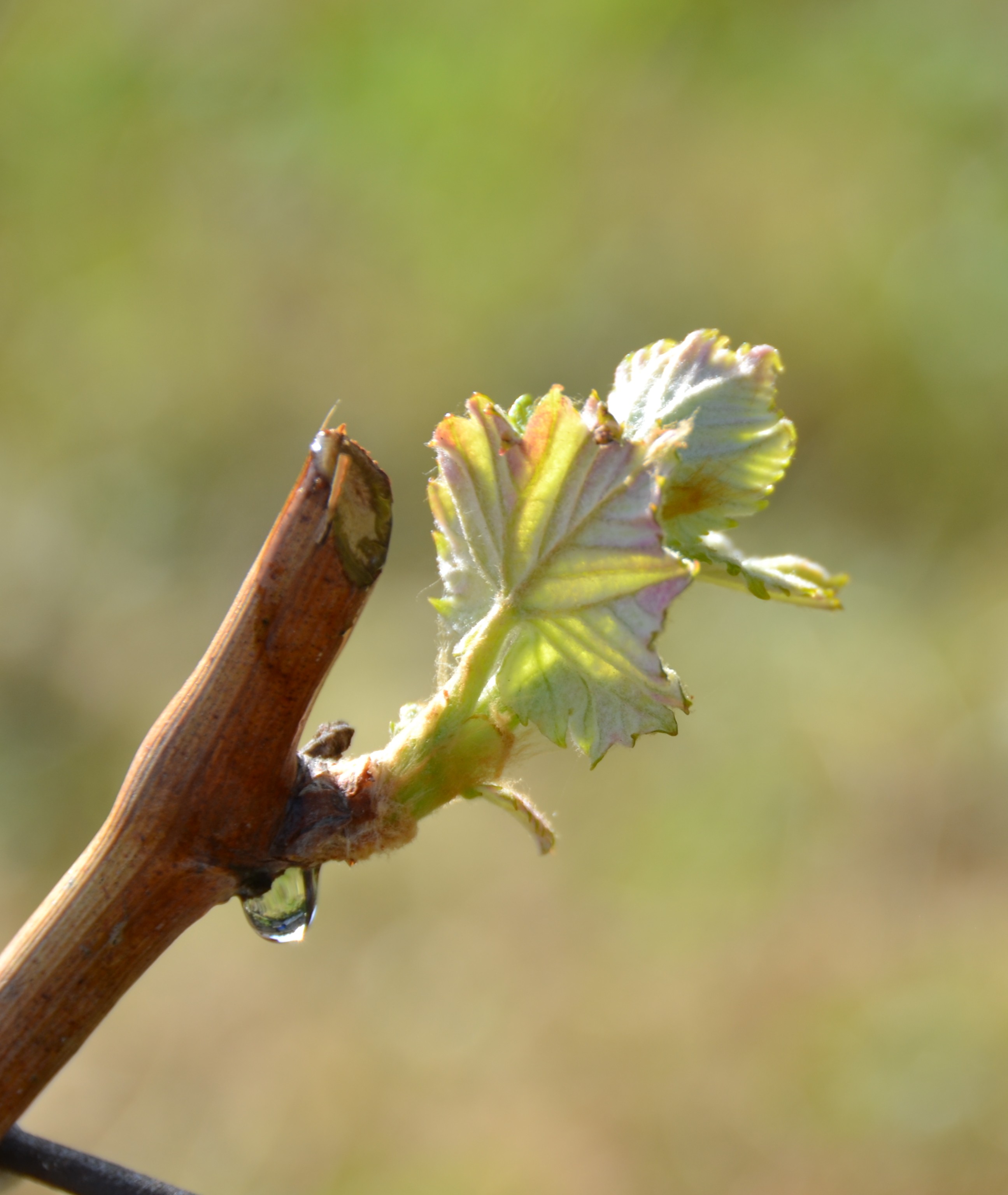 Vineyard rows at Clos du Phoenix